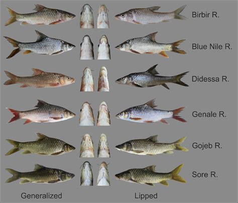 cyprinoid fish|Cyprinid Fish .
